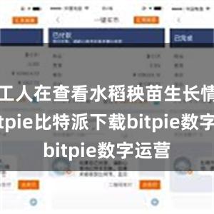 工人在查看水稻秧苗生长情况bitpie比特派下载bitpie数字运营