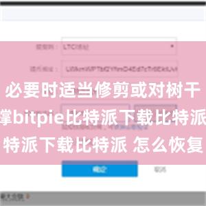   必要时适当修剪或对树干进行支撑bitpie比特派下载比特派 怎么恢复